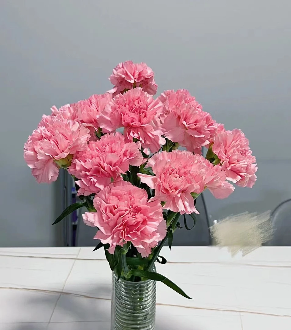 【粉色康乃馨】同一地址任意两单加配草一扎