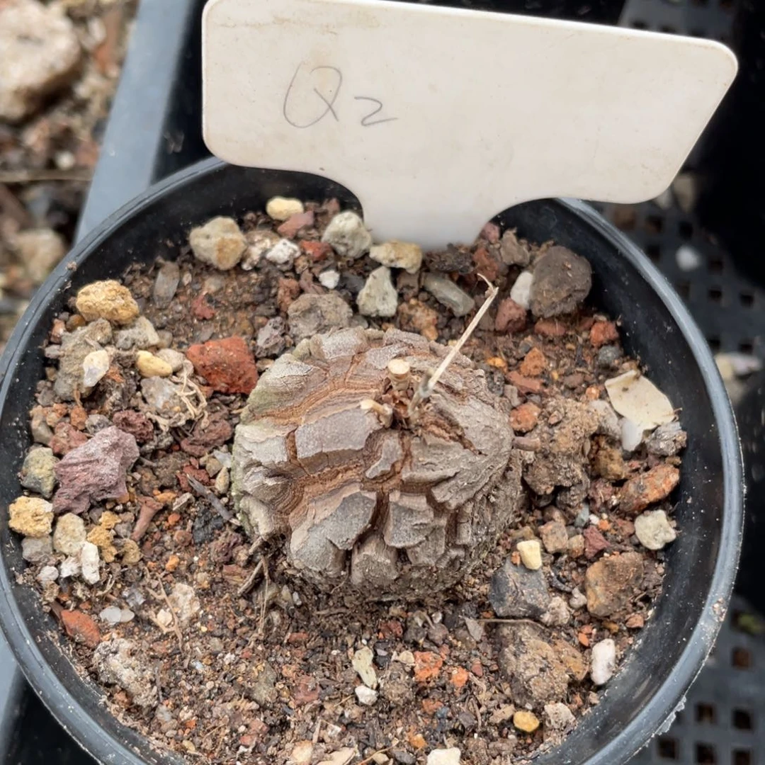 异形龟甲龙植物一物一拍