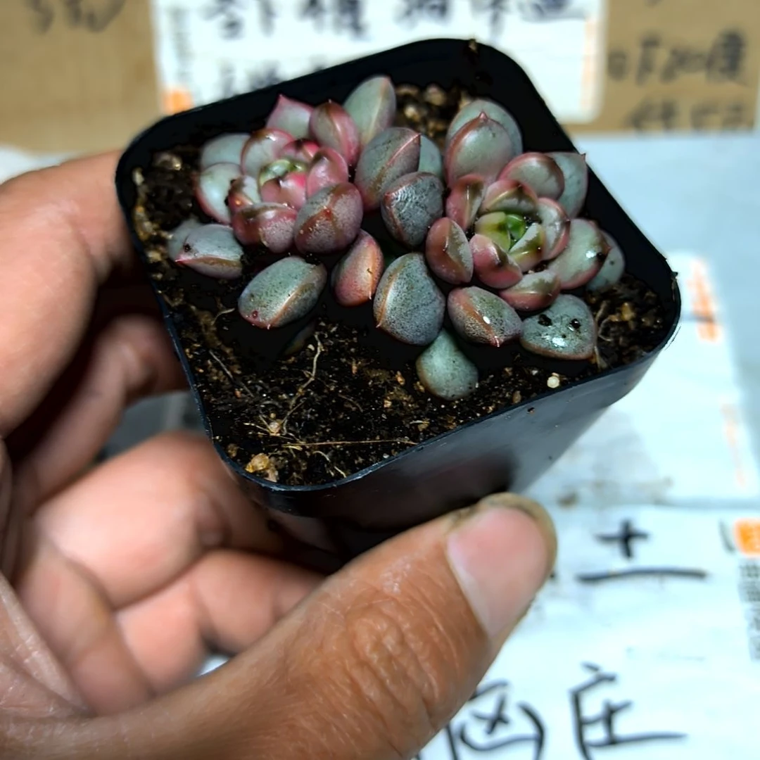 满6元包邮，紫葡萄2/3头，方盆