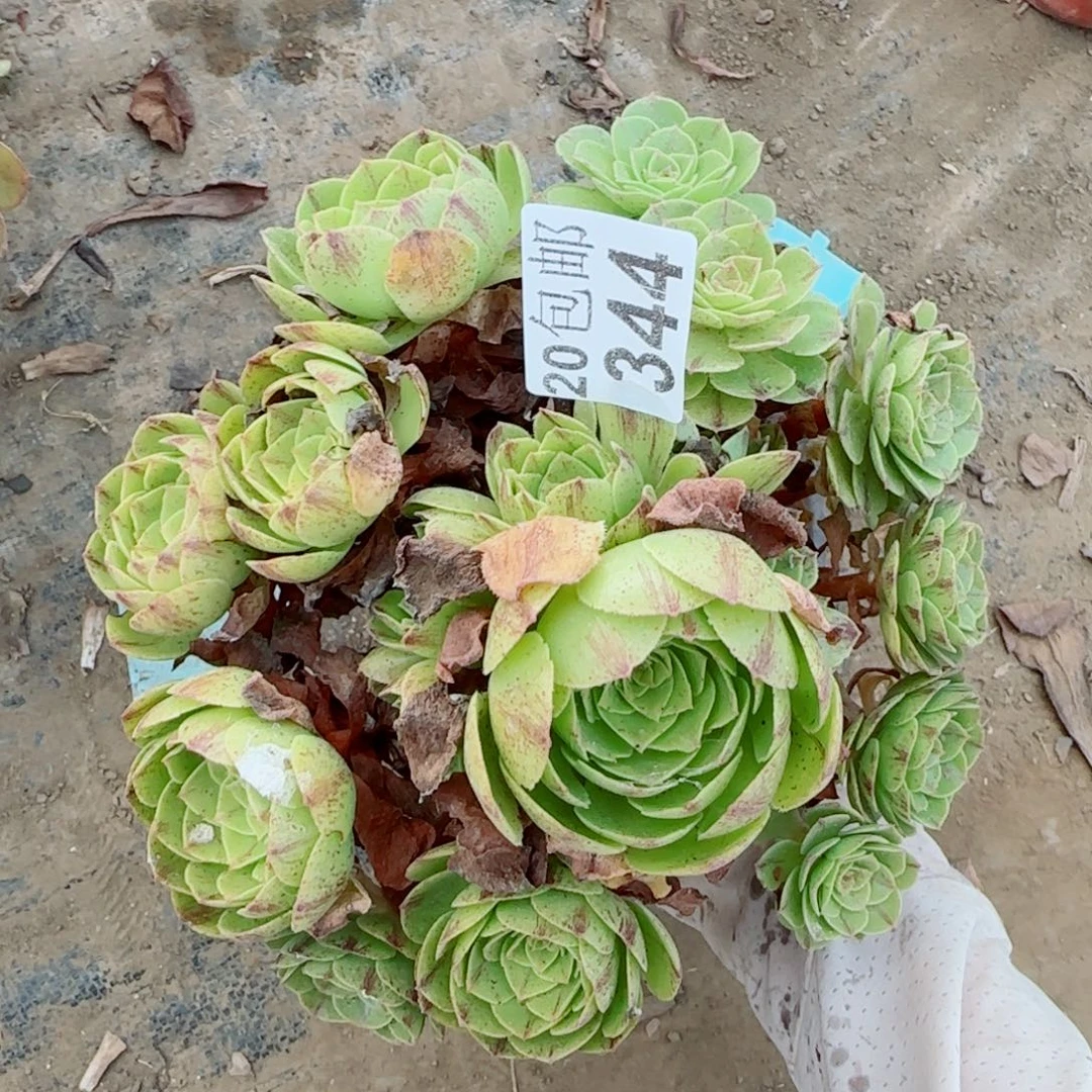 万拉丝344满20包邮断枝不包