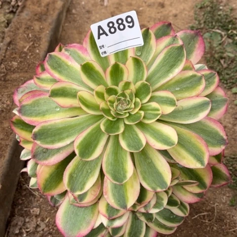 多肉植物火龙果捧花