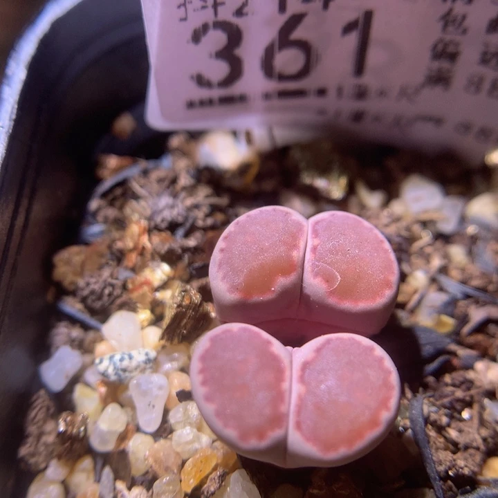 精品生石花214.361