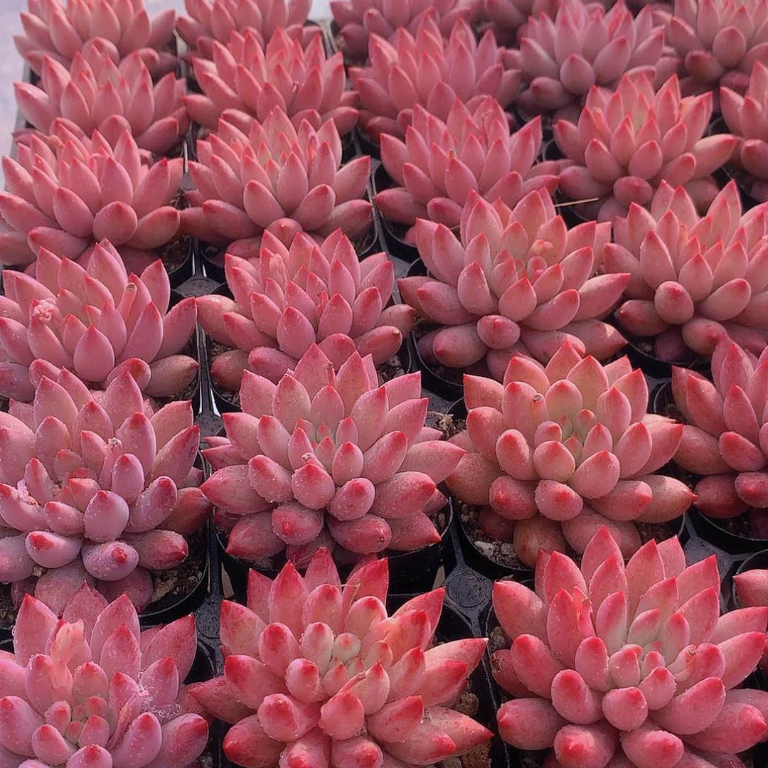 虞美人方盆2456789990000