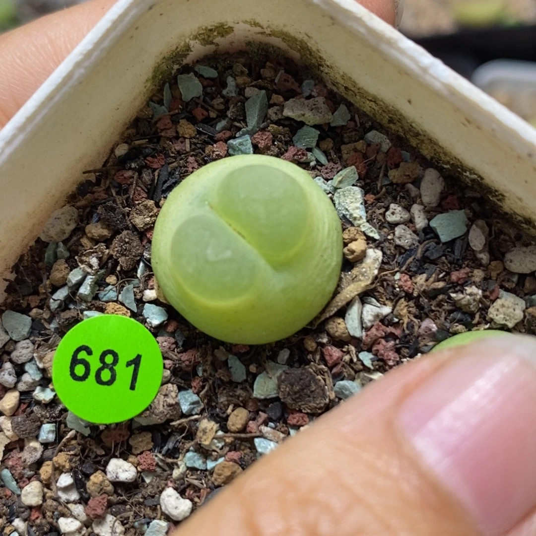 漂亮拉登1.8cm多肉681