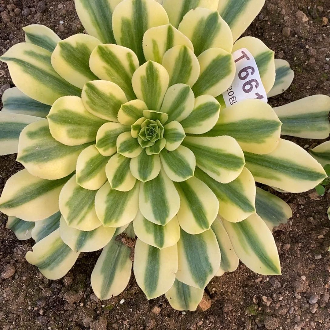 661金丝翡翠多肉植物