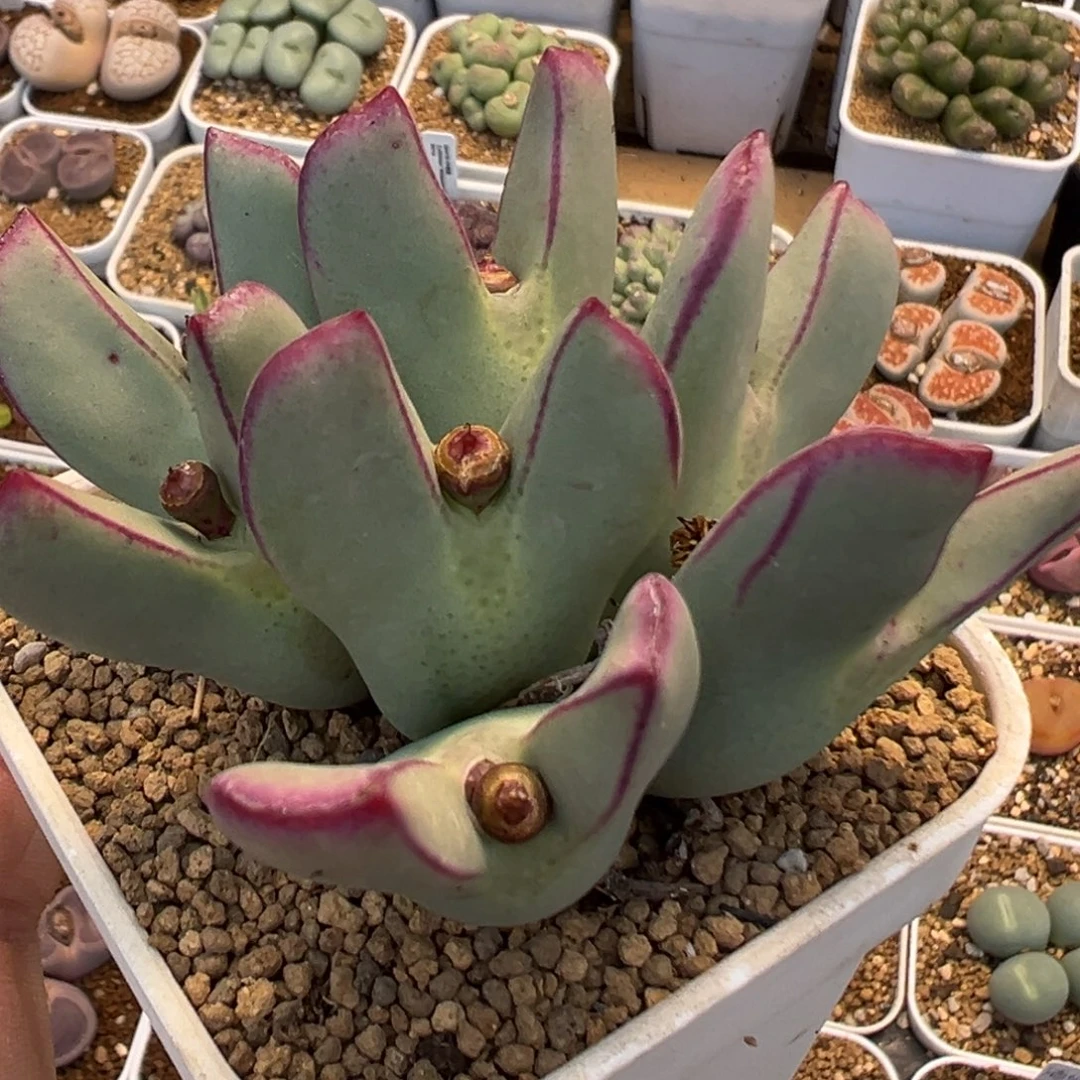 169多肉植物百科植物