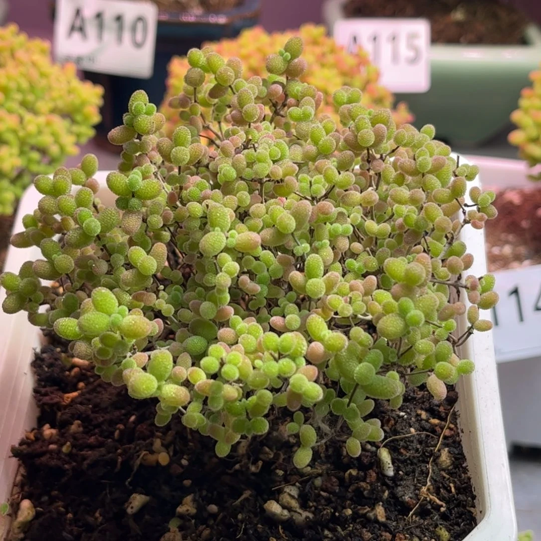 32蜜桔糖球优选枝干番杏