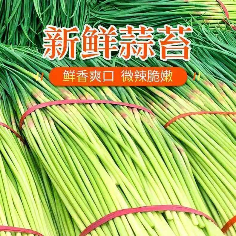 【红帽蒜苔】2025年河南正宗自种红帽蒜苔产地新鲜现挖直发
