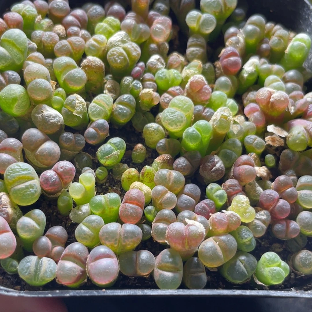 今晚大盆特价更新～39