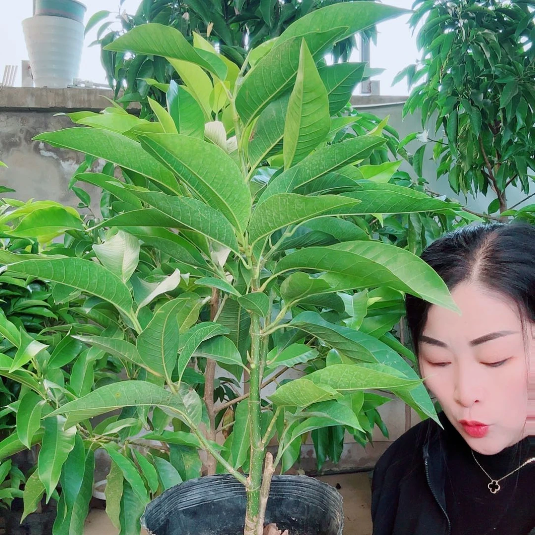 -***雅无花朵白兰1111111