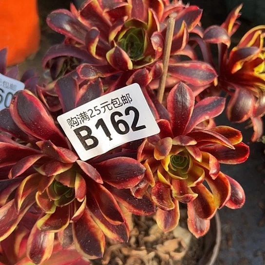 凤*美多肉植物一个