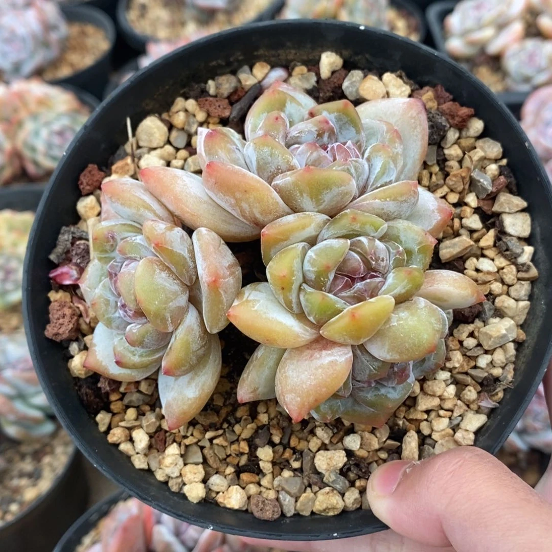 黄底紫心脸朝上四头