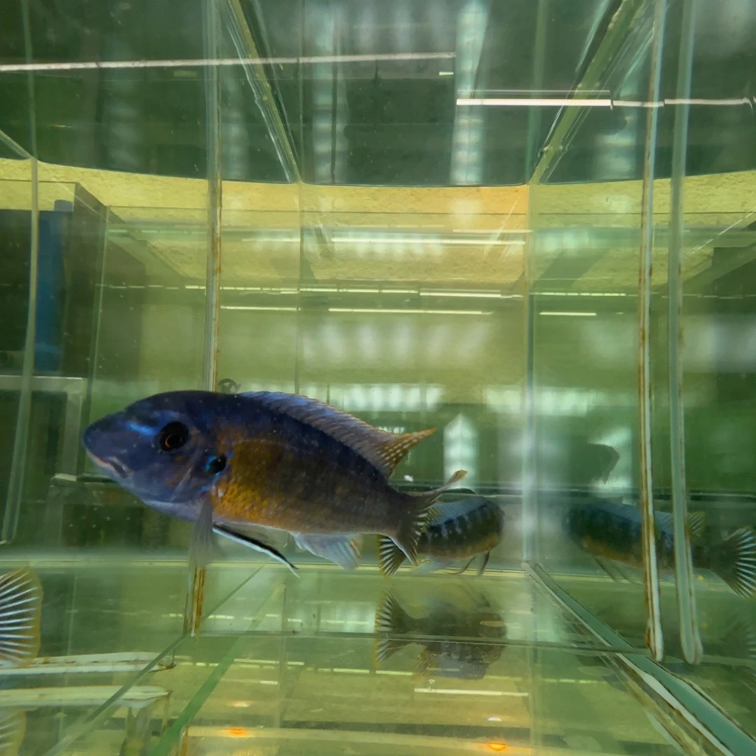 海水鱼C160-卡丑11公分