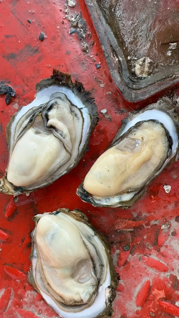 鲜活三墩生蚝 现开现卖 干水脆甜爽口6斤