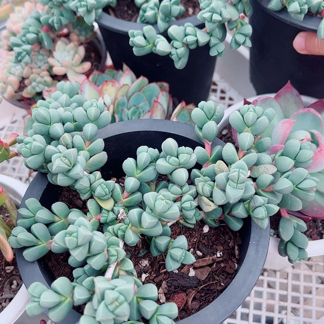 鹿角海棠整装整群