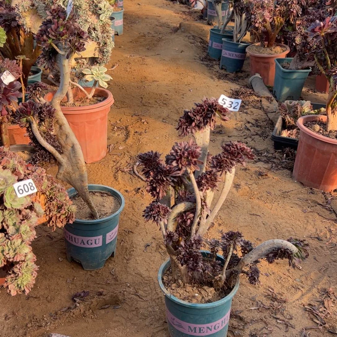 有伤黑缀532高度37厘米