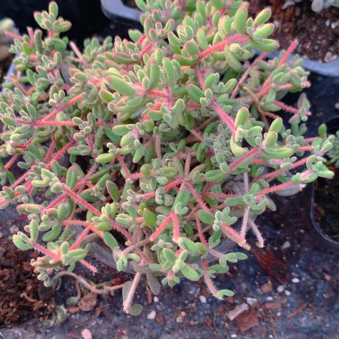 饿***了枝干红宝石大盆一个