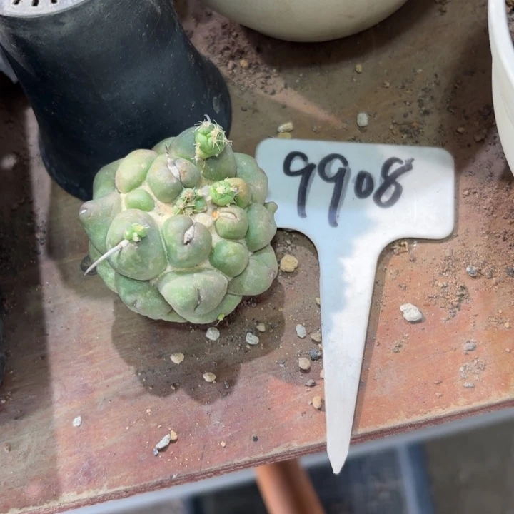9908有根无刺象牙好养