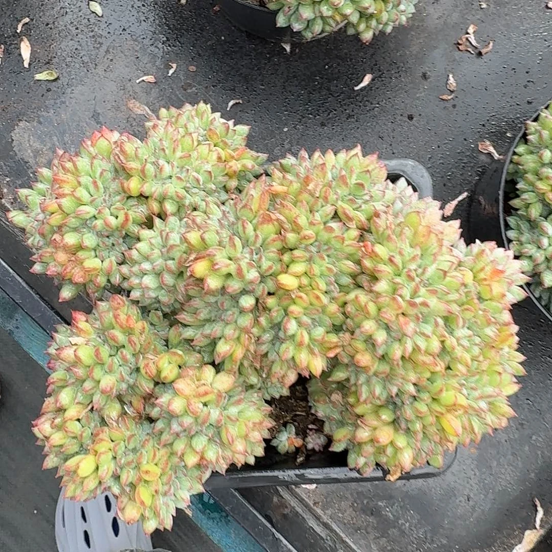 从前慢多肉编号冰淇淋缀