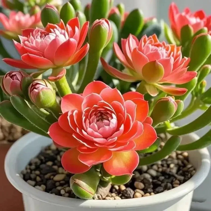 花期超长耐寒浓香懒人好养护重瓣大花四季开花紫月寒多肉花卉绿植