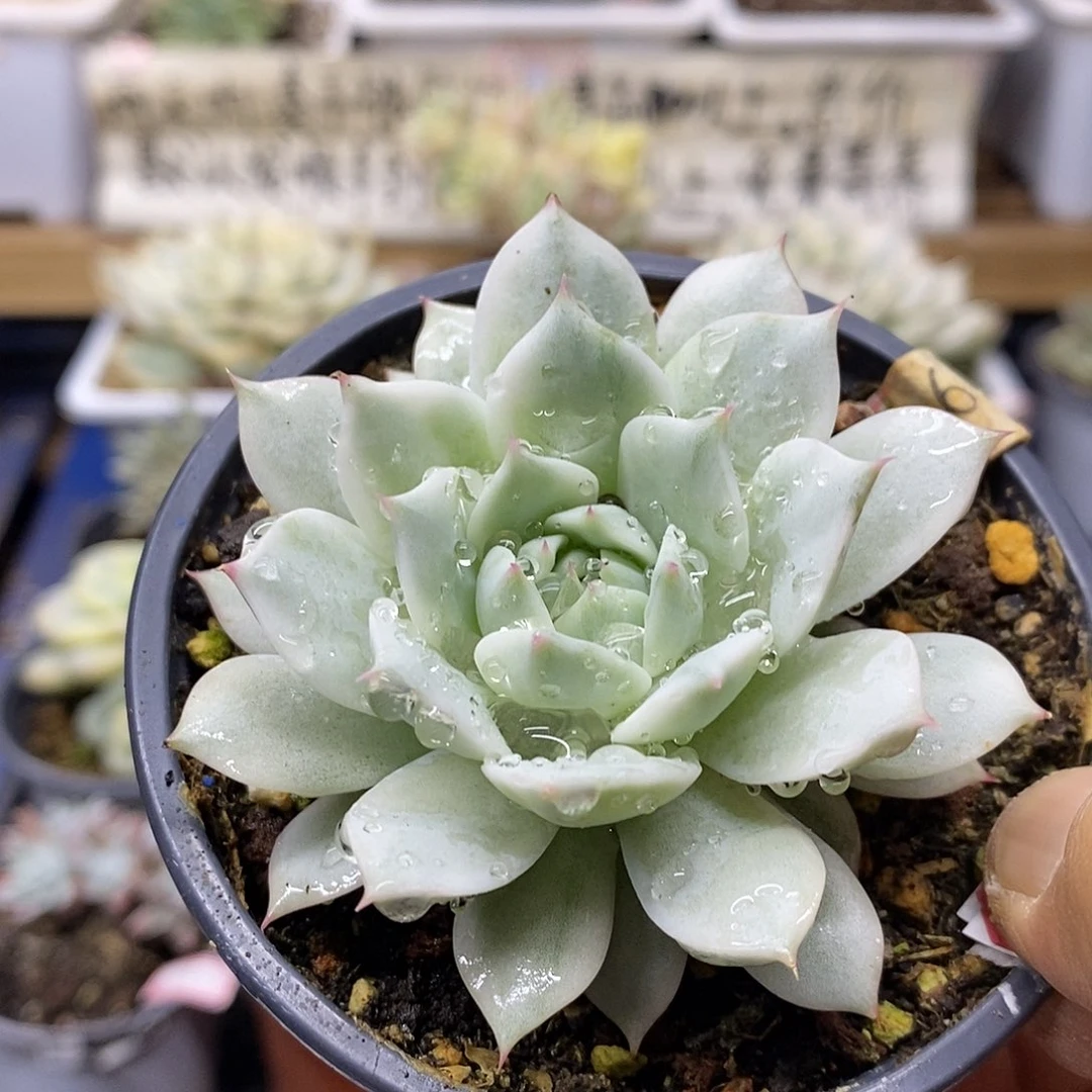 28167tp 锦多肉植物