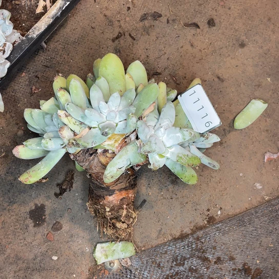 志*拇指瑕疵特价不售后11116