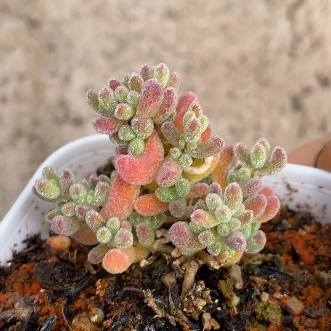 ✨****.484。  五彩冰晶。