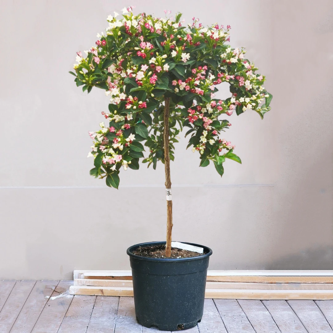 五彩锦带花树苗庭院盆栽地栽花卉苗木红王子锦带花苗绿化植物四季