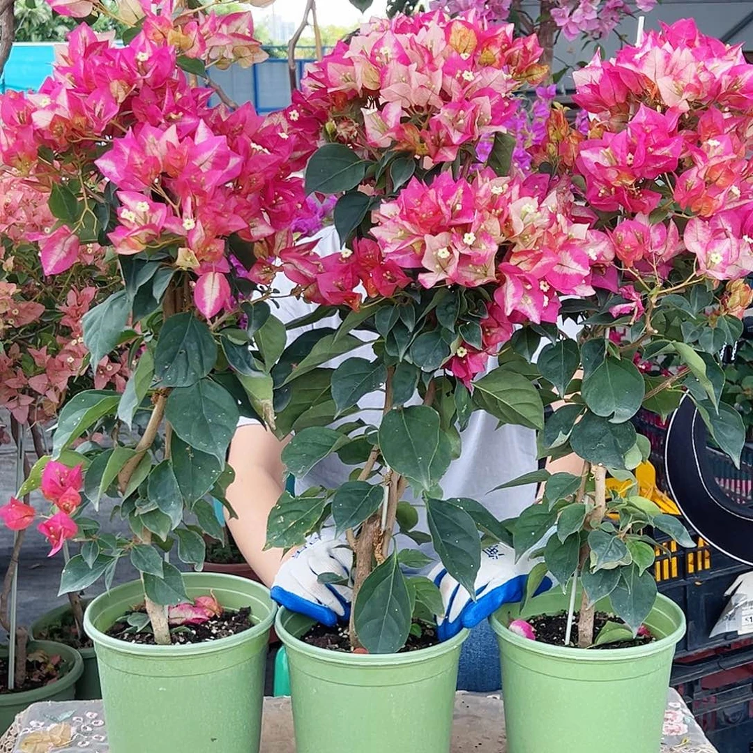 大部分花苞少量开放金娆带竹一棵