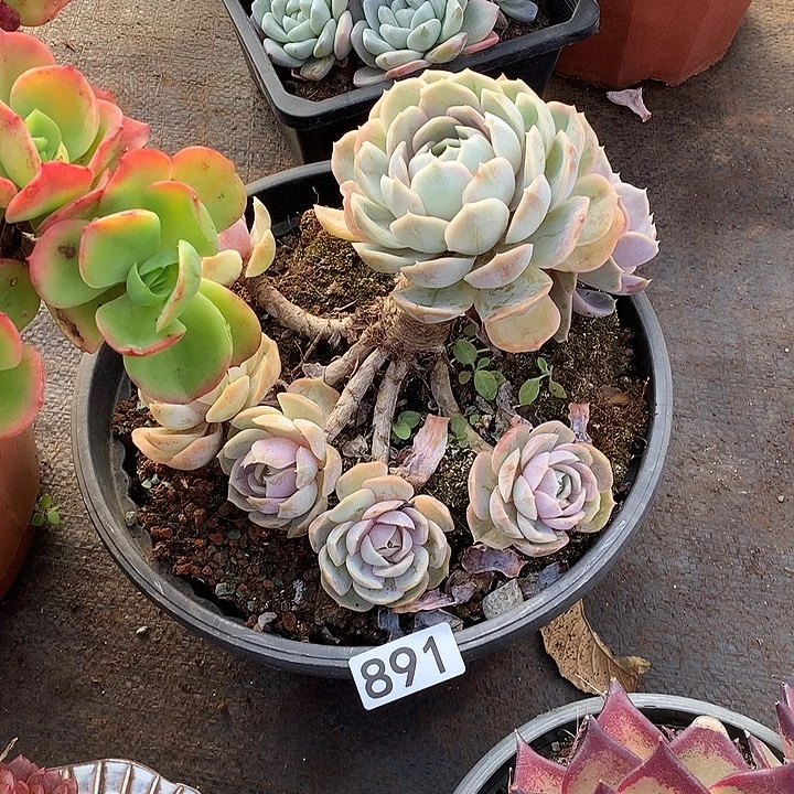 891蓝 一物一拍多肉