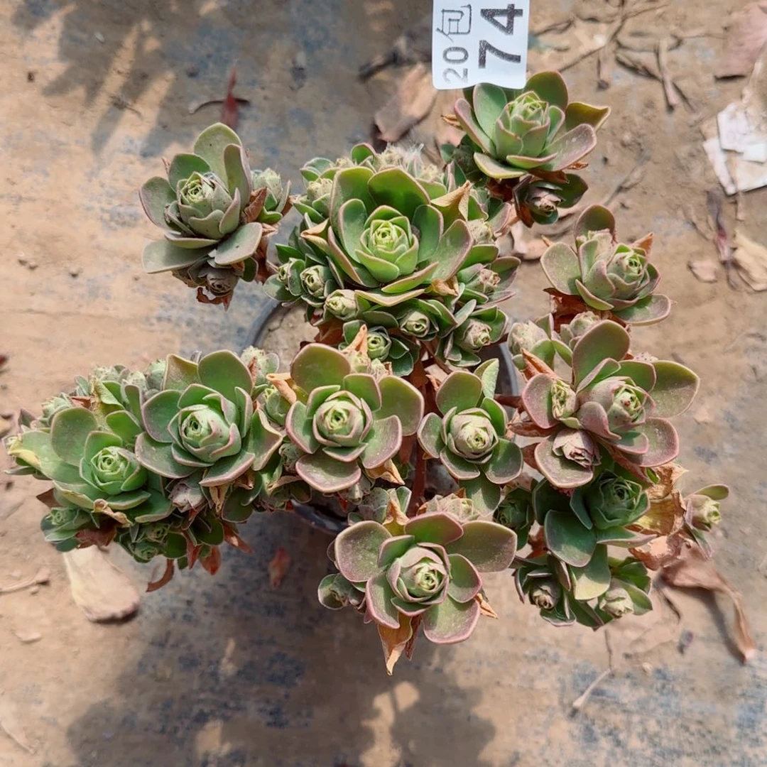 树玫瑰多肉749满20包邮断枝不包