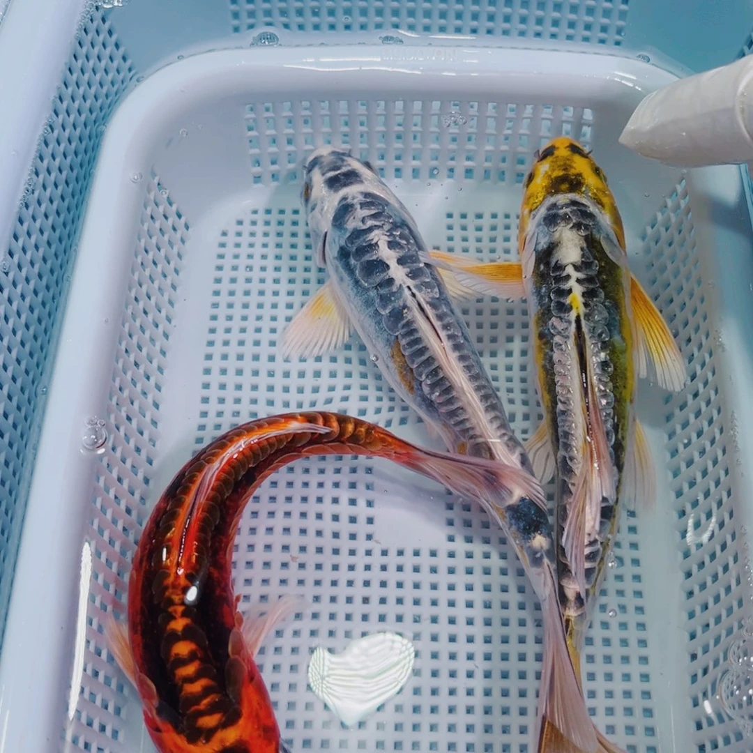 锦鲤锦鲤冷水鱼观赏105