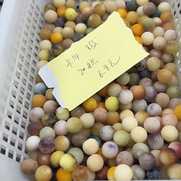 吊坠菩提根/象牙果