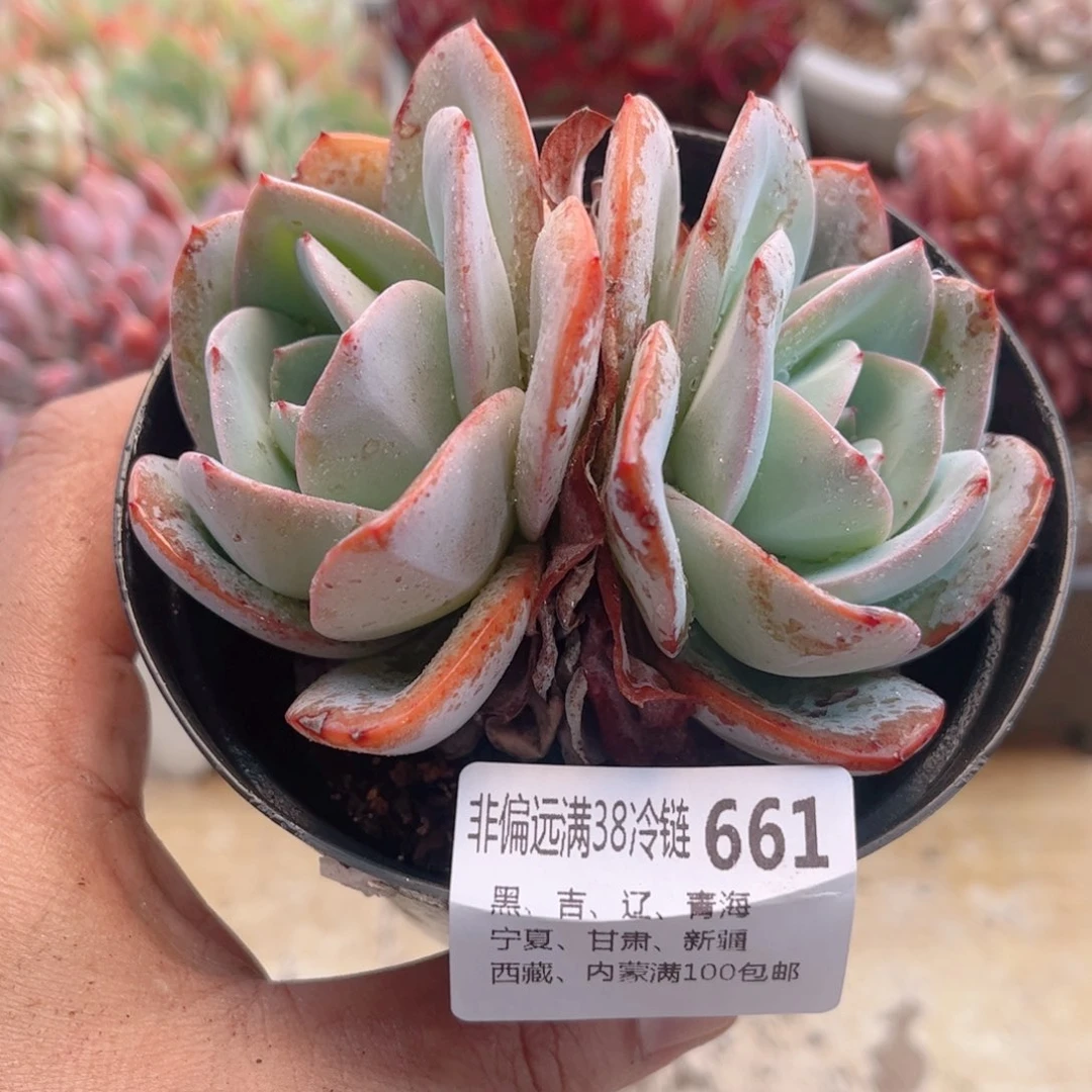 661布鲁蓝德华多肉