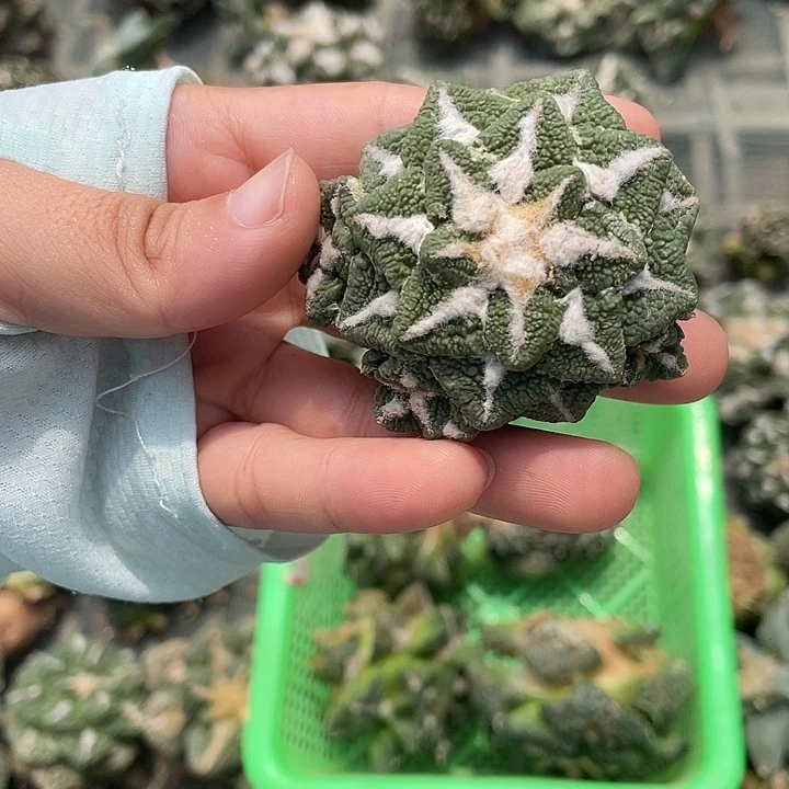 自根大尤黑群瑕疵特价