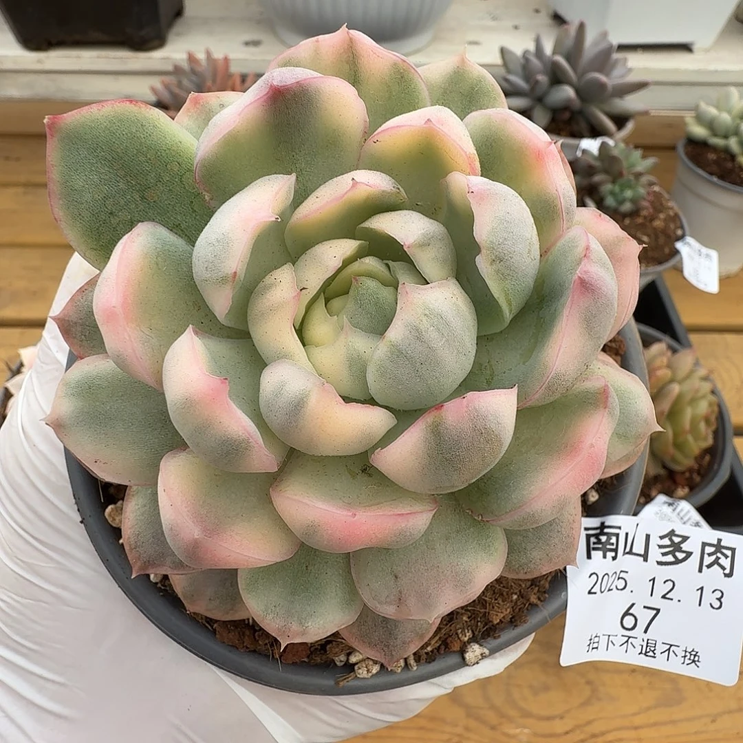 草莓蛋糕锦111213-67