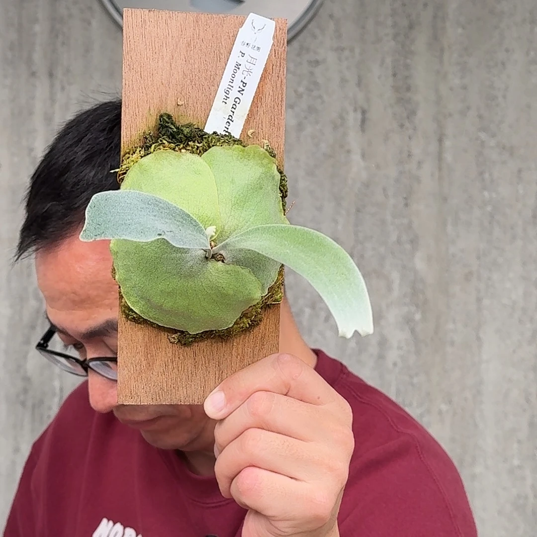 完全开放Pn月光鹿角蕨书签板春野花园