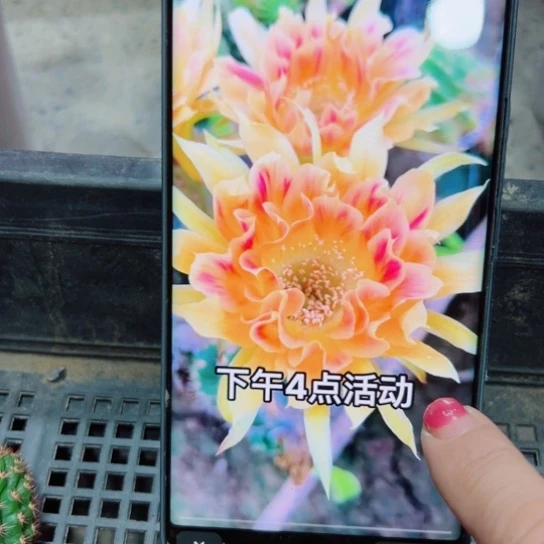 下20丽花阳41歪无根侧芽4公分左右20包邮
