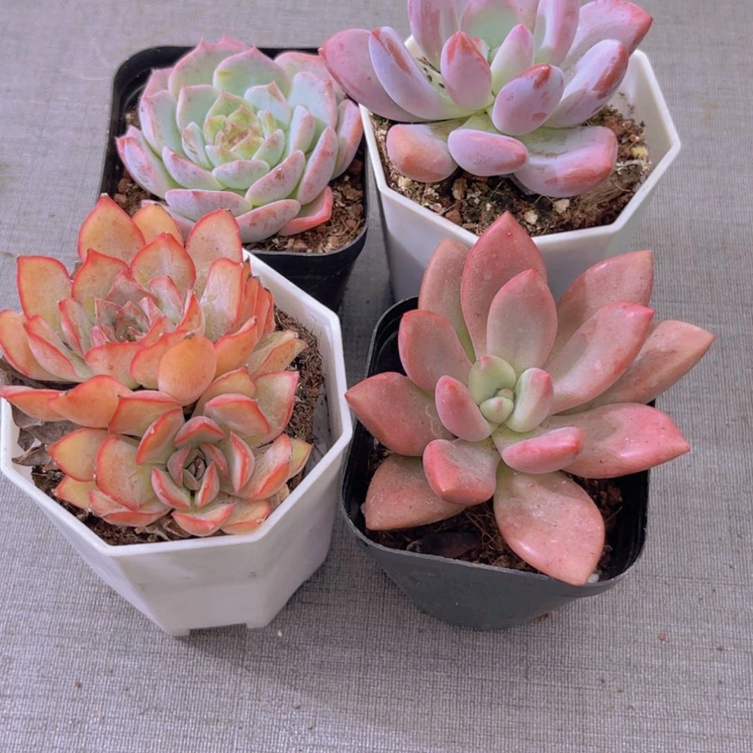 粉恋 奥普 菲欧娜 桃花源