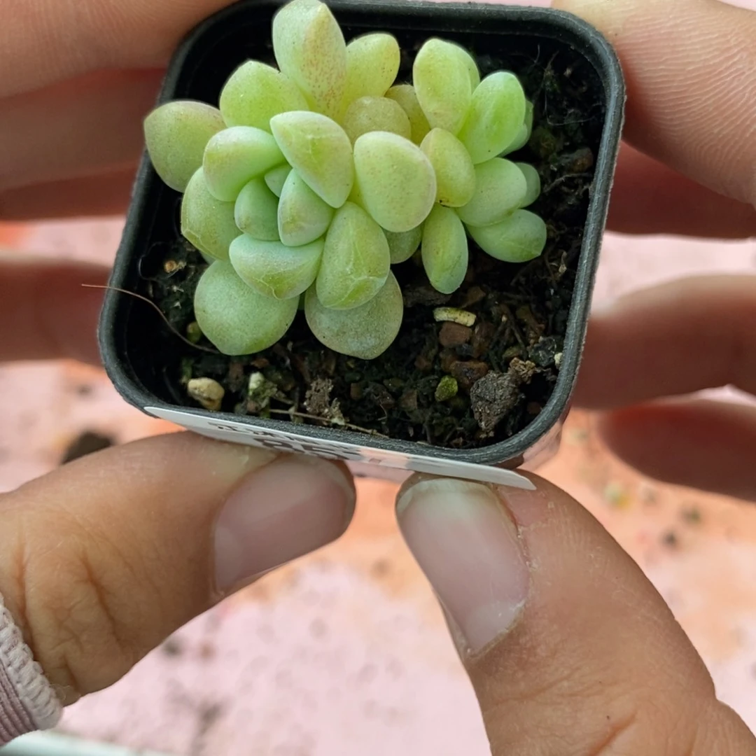 标签857伊人泪一个多肉