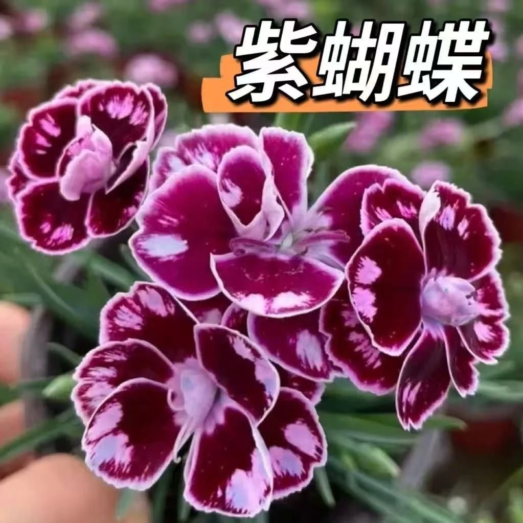 超美紫蝴蝶欧石竹四季花海打造庭院绿化景观室外地栽耐寒耐旱简单