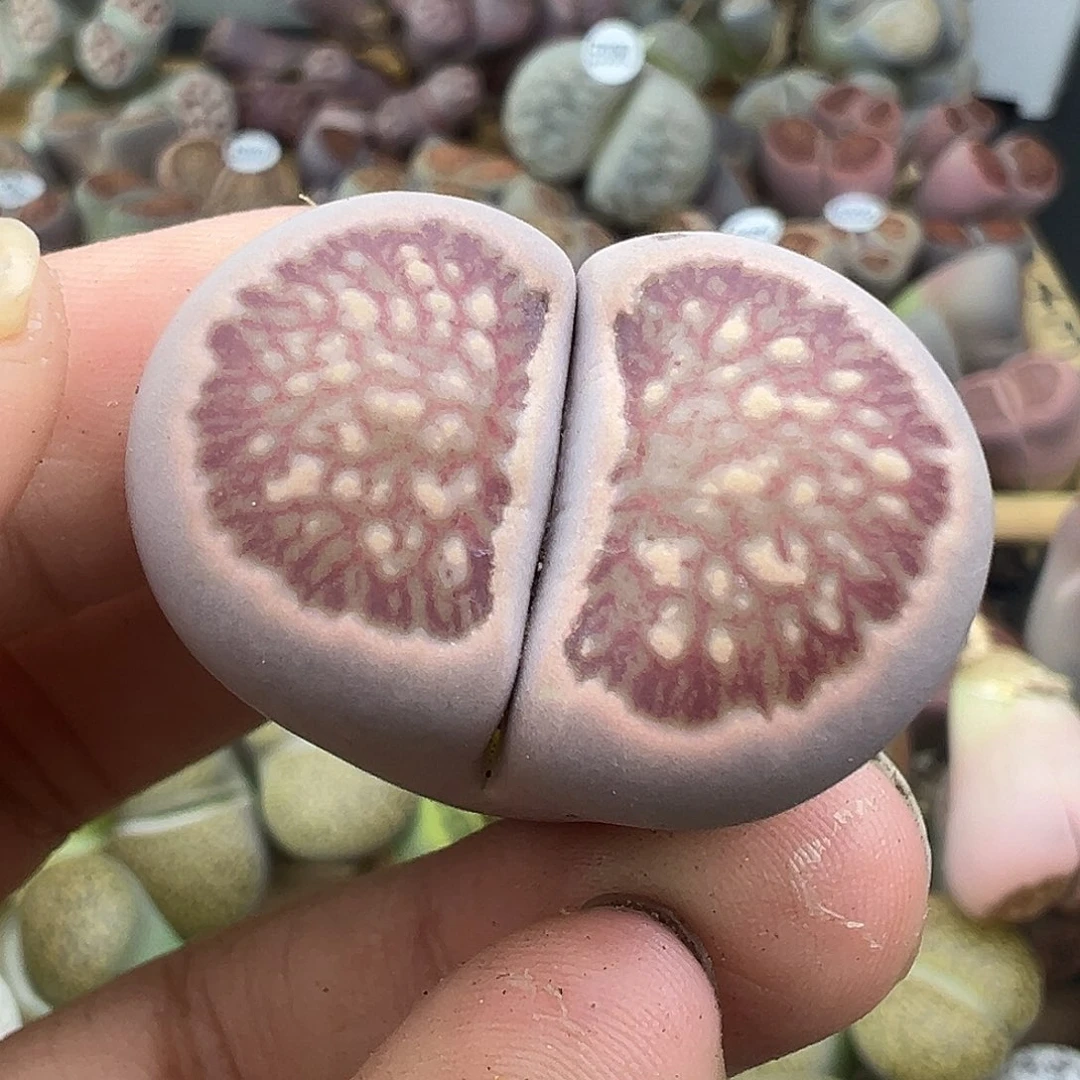 3100美菊福利1111111111
