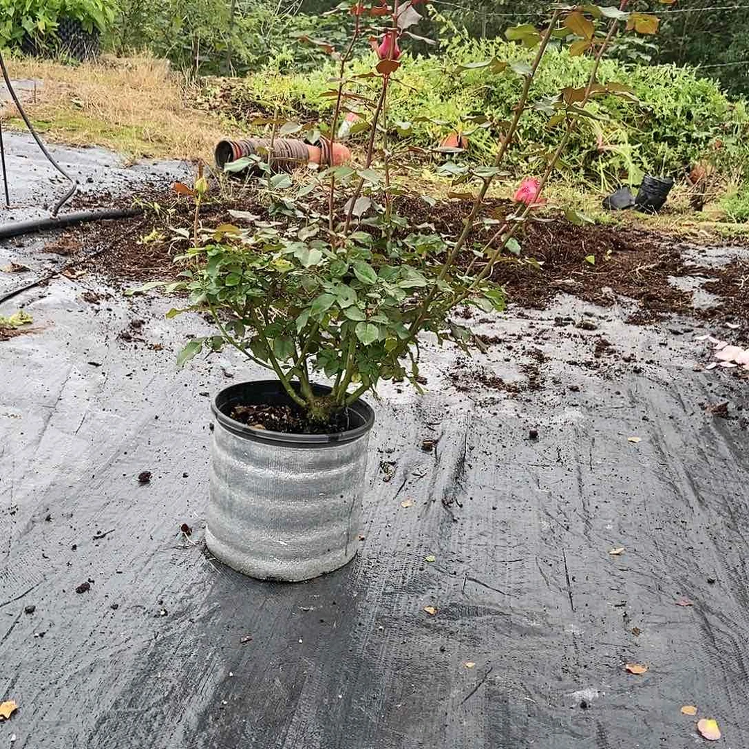 当前无花朵，栽培后可花朵小*毛两加仑根记得沙皇
