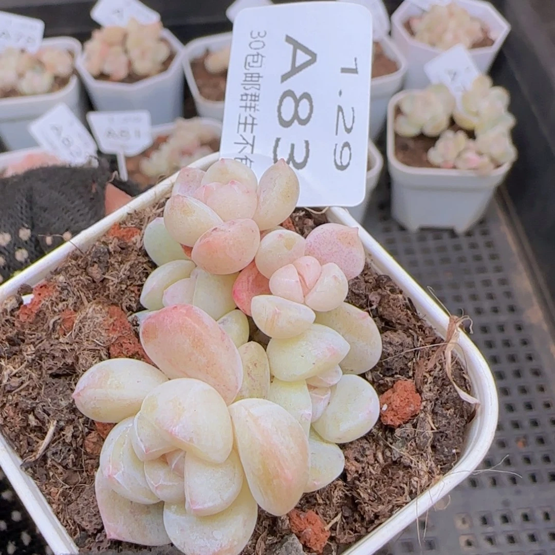 六头冰玉一颗脱土发货