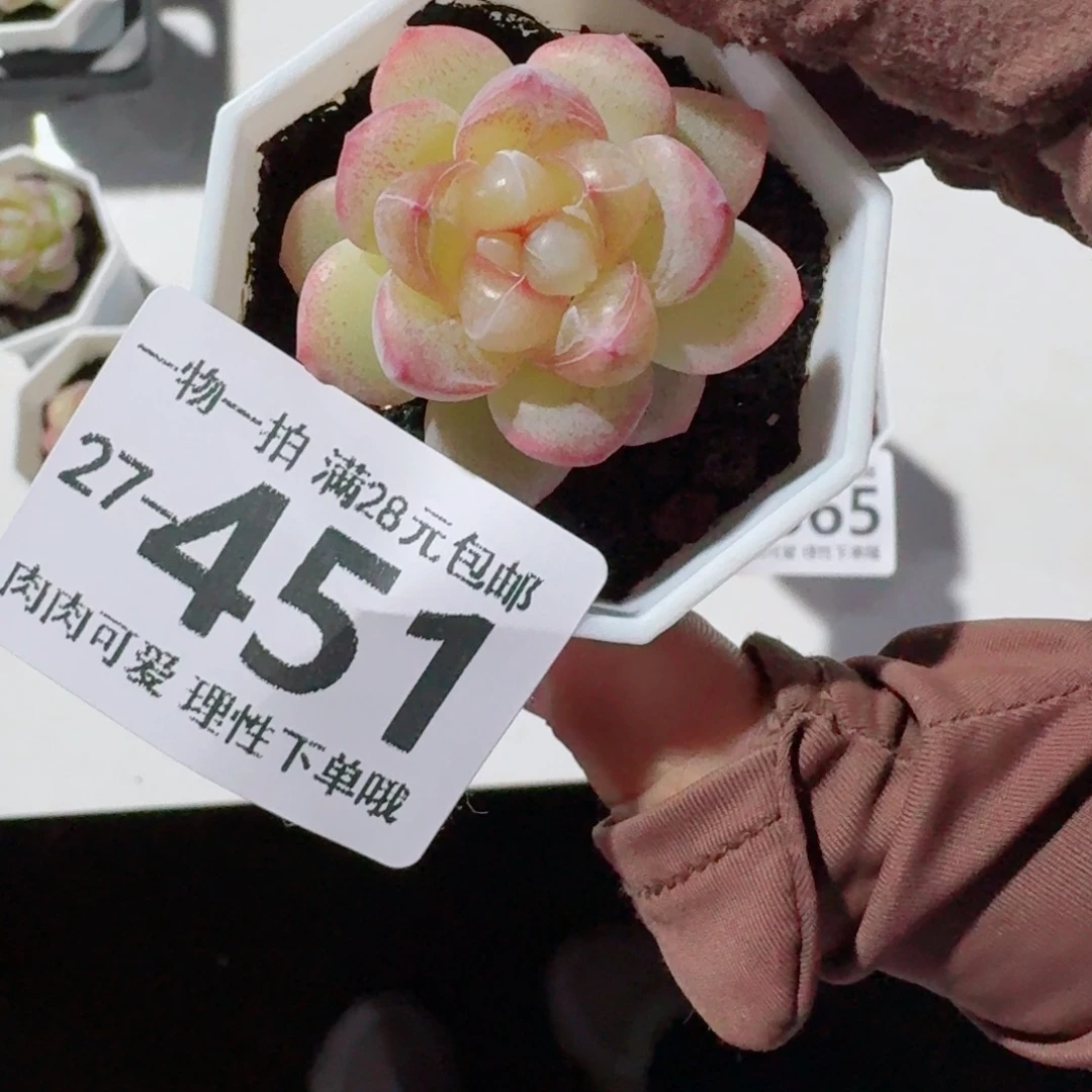 菟***ღ恶魔之泪无盆土发货无盆土发货无