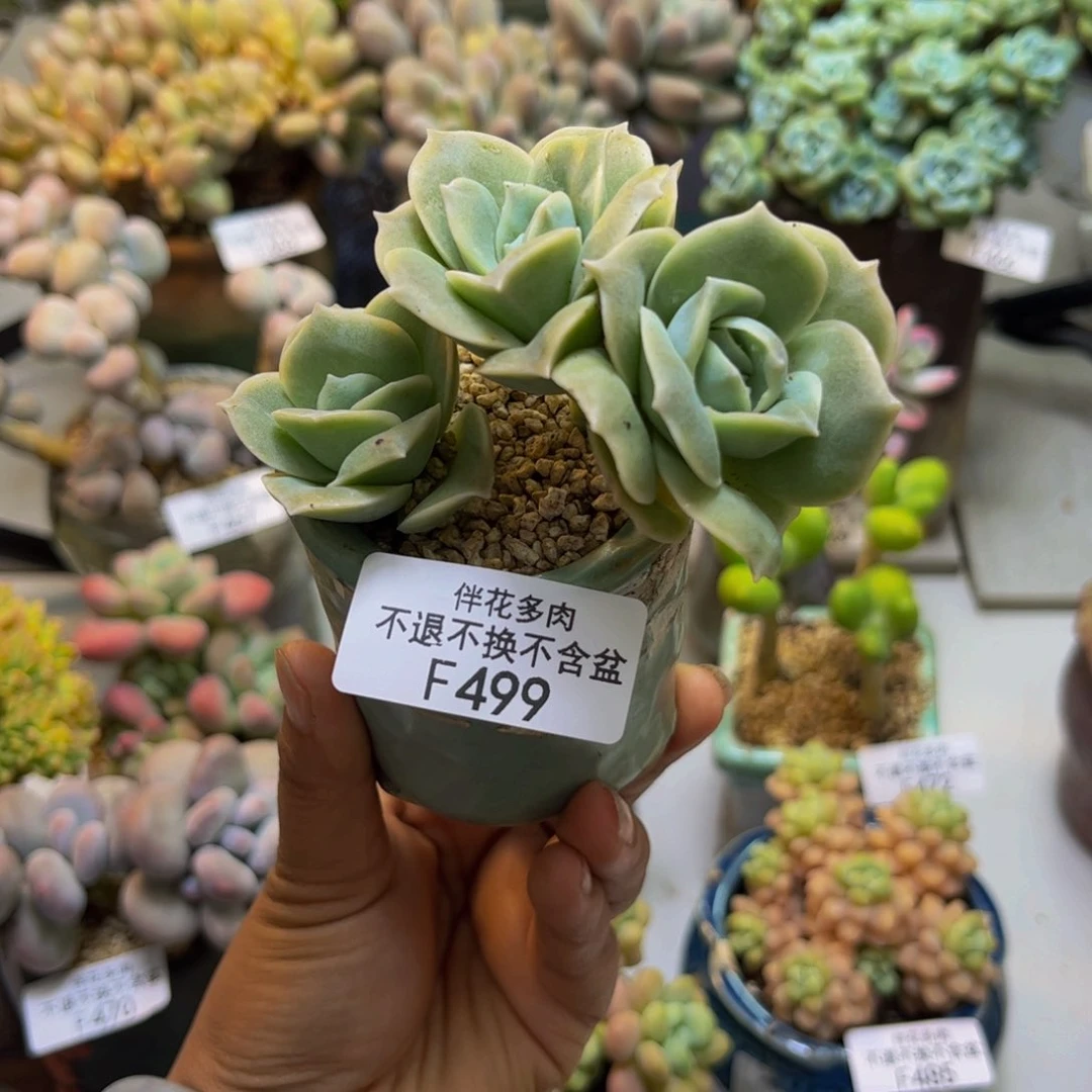 可爱玫瑰499/7cm多肉有砍