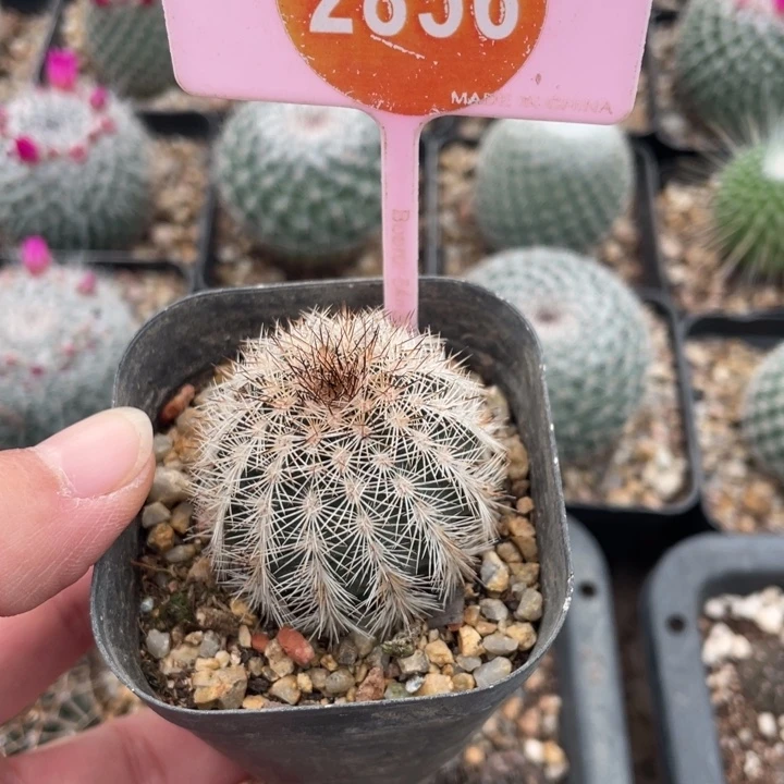 d***d实生虾2856000000000