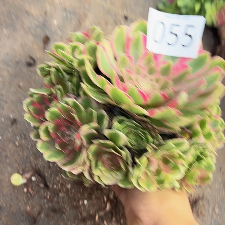 多肉植物福利055个