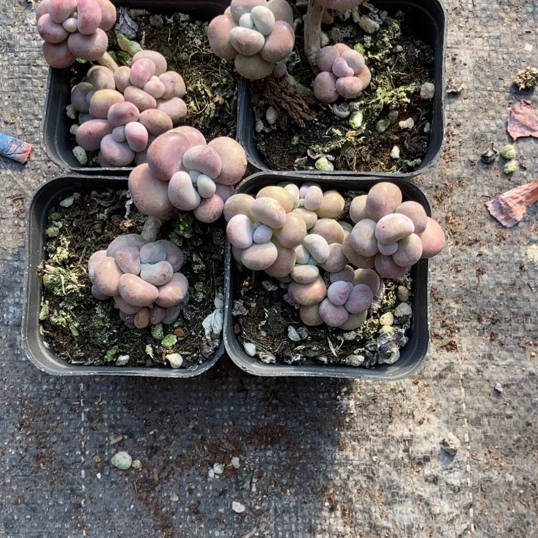 .***UU腰子桃蛋4颗带盆发货