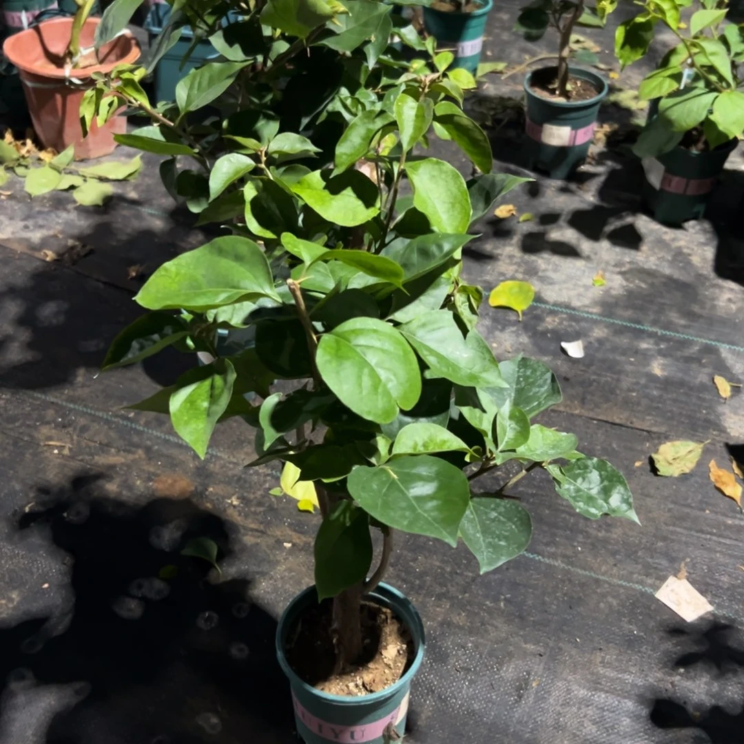 无花朵【13号凤凰一棵】